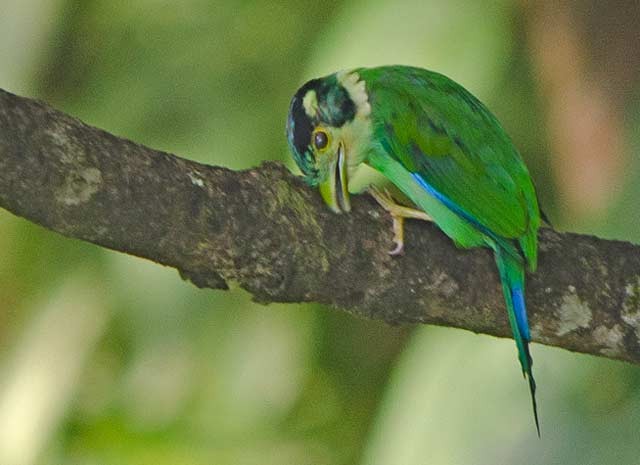 Long-tailed Broadbill - ML379714601