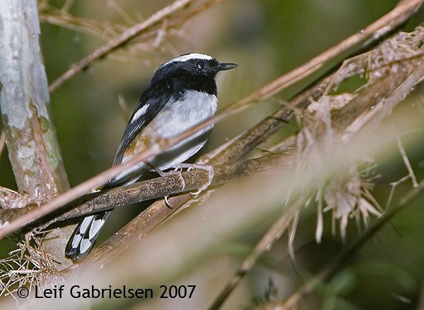 White-browed Shama - ML379715021