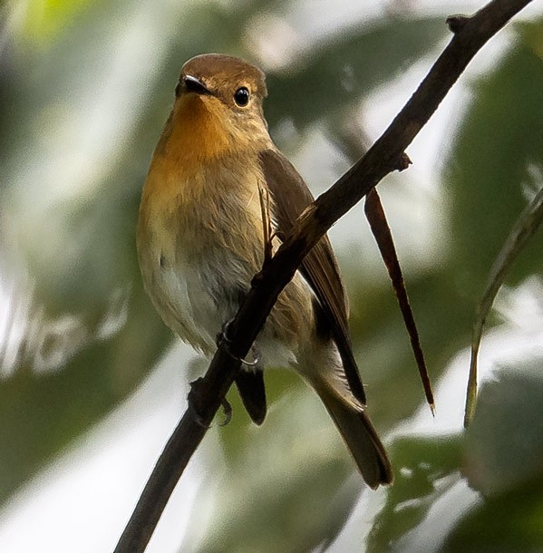 Sapphire Flycatcher - ML379715041