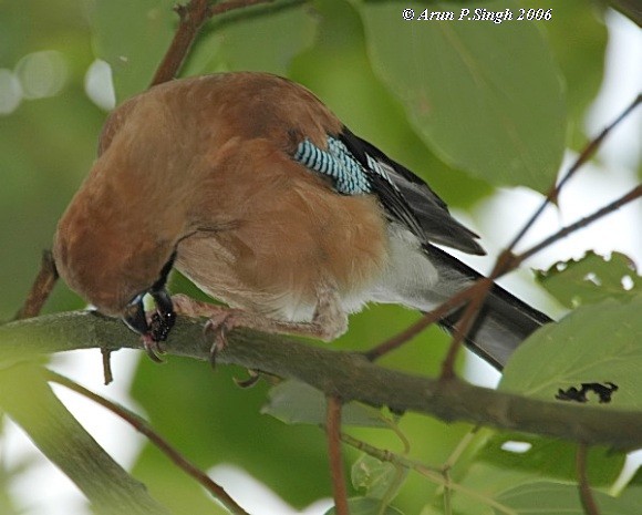 Eurasian Jay (Himalayan) - ML379715051