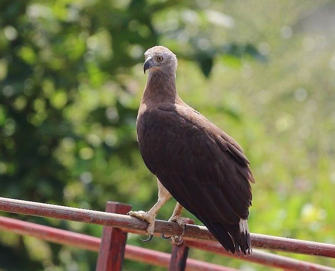 Gray-headed Fish-Eagle - ML379715101