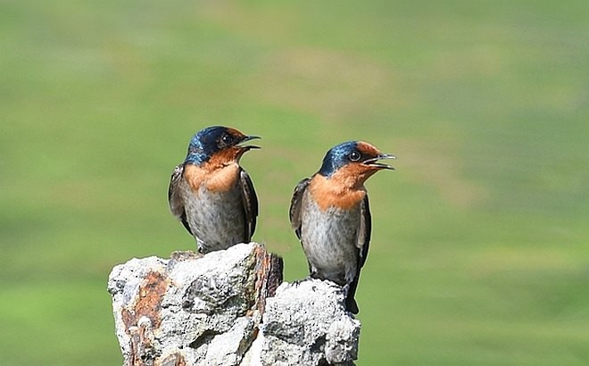 Pacific Swallow - ML379715111