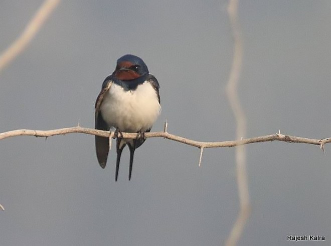 Barn Swallow - ML379715251