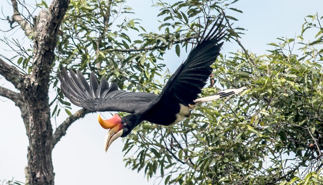 Rhinoceros Hornbill - ML379715271