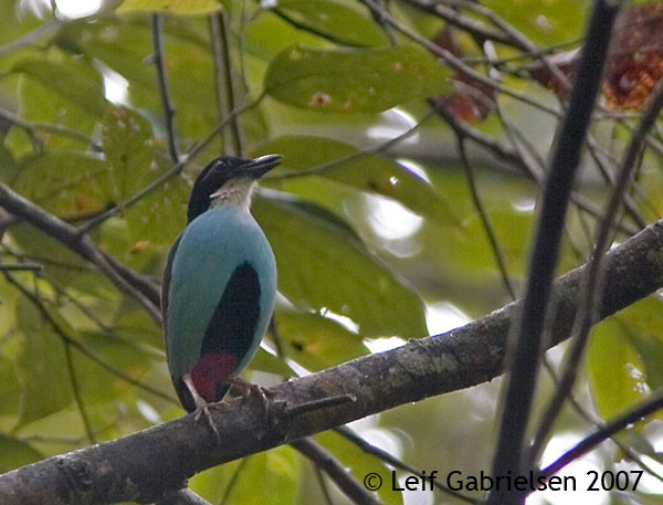 Azure-breasted Pitta - ML379715561