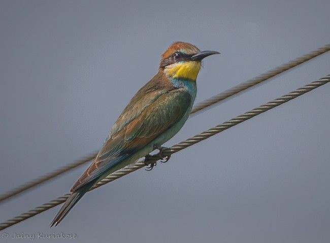 European Bee-eater - ML379715801