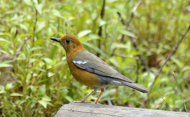 Orange-headed Thrush (Orange-headed) - ML379716281
