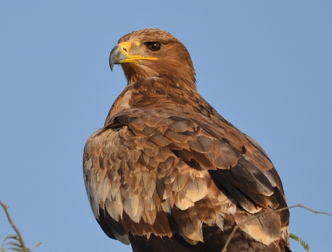 Aquila delle steppe - ML379716541