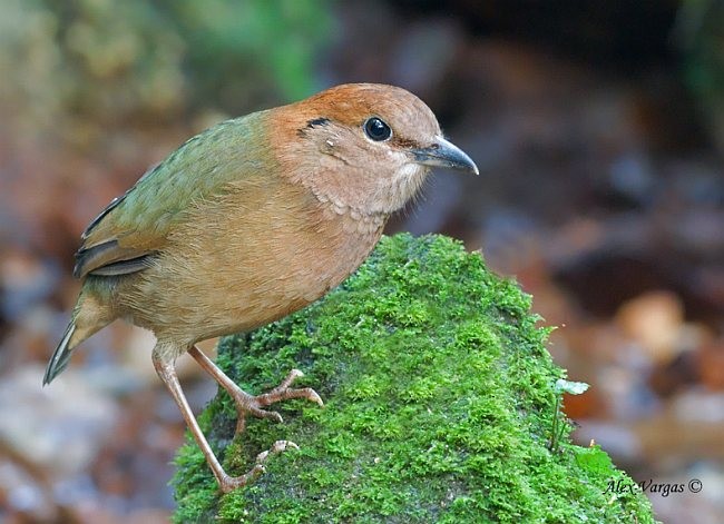 pita rezavohlavá - ML379716601