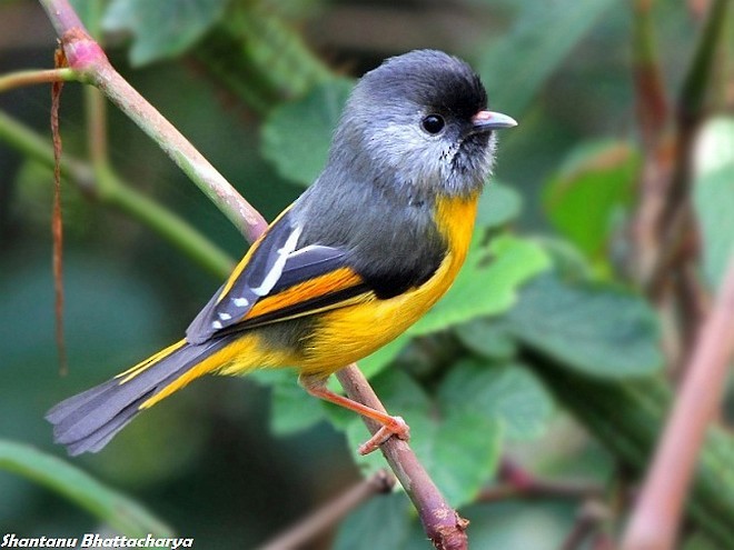 Golden-breasted Fulvetta - ML379716651