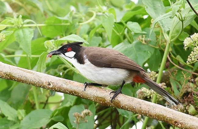 Red-whiskered Bulbul - ML379716861