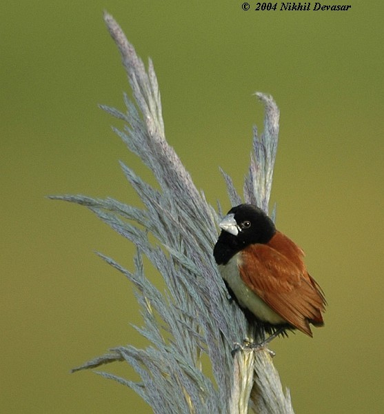 Tricolored Munia - Nikhil Devasar