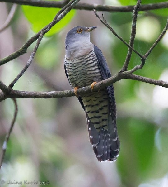 Himalayan Cuckoo - ML379716941