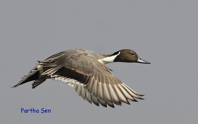 Northern Pintail - PARTHA SEN