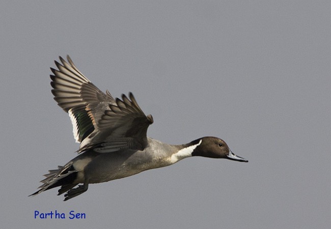 Northern Pintail - ML379717031