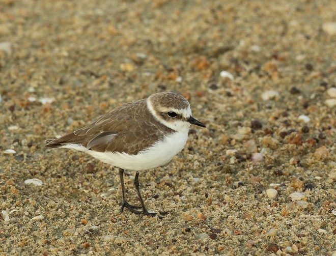 Kentish Plover - Premasiri Mapalagama