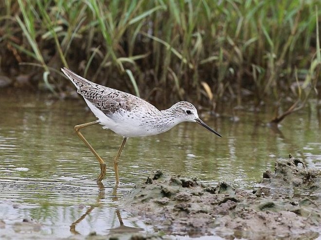 Marsh Sandpiper - ML379717141