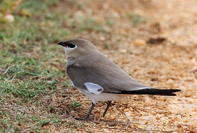 Small Pratincole - ML379717191