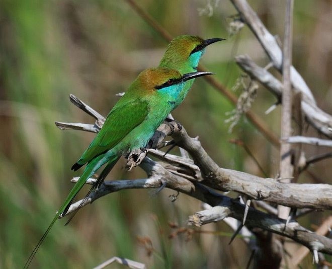 Asian Green Bee-eater - Premasiri Mapalagama