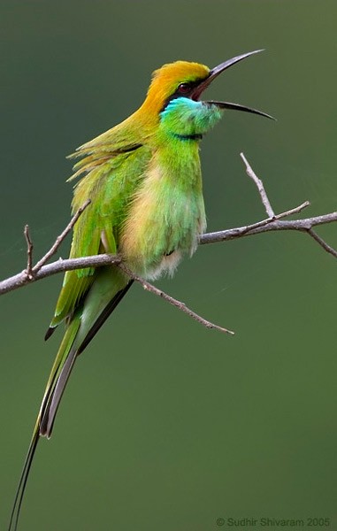 Asian Green Bee-eater - ML379717281
