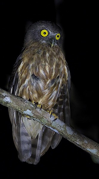 Андаманская иглоногая сова - ML379717341