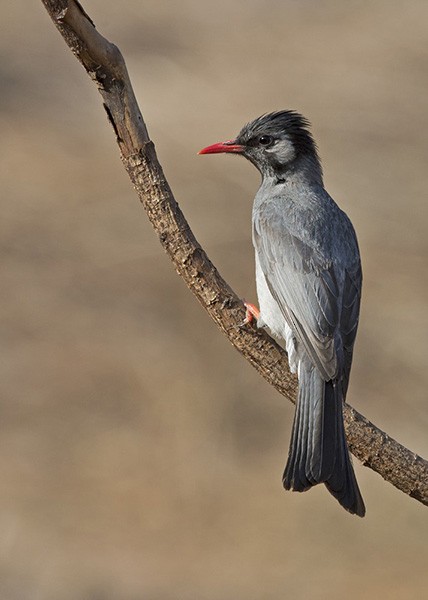 Bulbul noir (groupe psaroides) - ML379717351