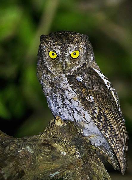 Oriental Scops-Owl (Walden's) - Sarawandeep Singh