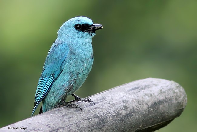 Verditer Flycatcher - ML379717501