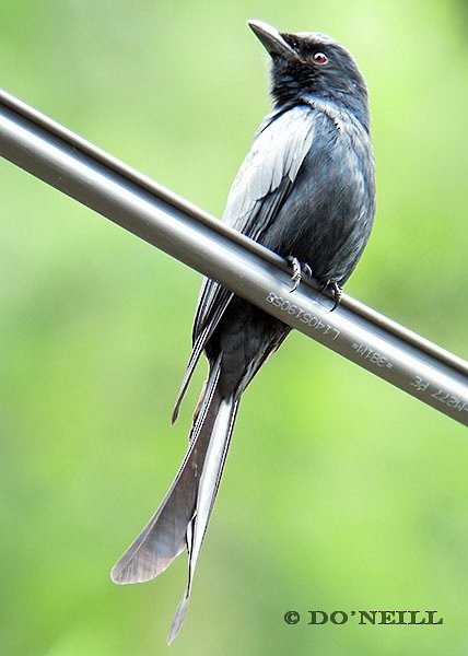 svartdrongo - ML379717521