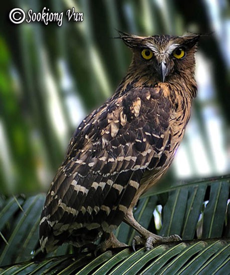 Buffy Fish-Owl - ML379717531