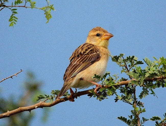Baya Weaver - ML379717551