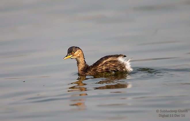 Little Grebe - ML379717581