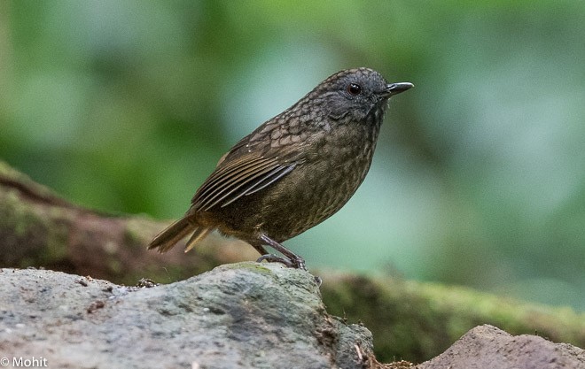 Streaked Wren-Babbler - ML379717631