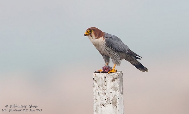 Red-necked Falcon (Asian) - ML379717901