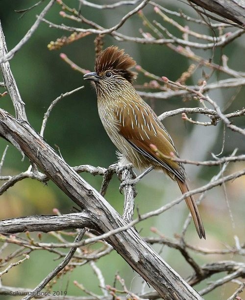 Striated Laughingthrush - ML379717921