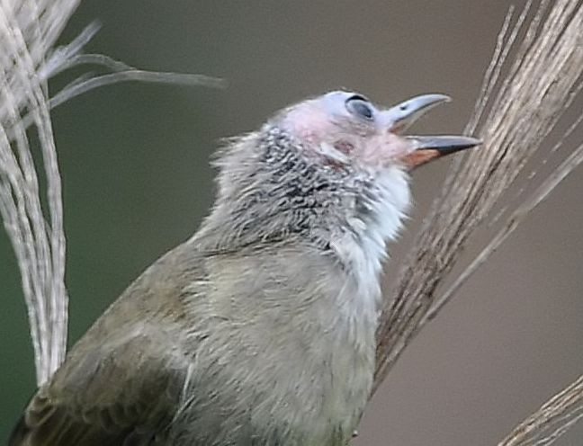 Bare-faced Bulbul - ML379718021
