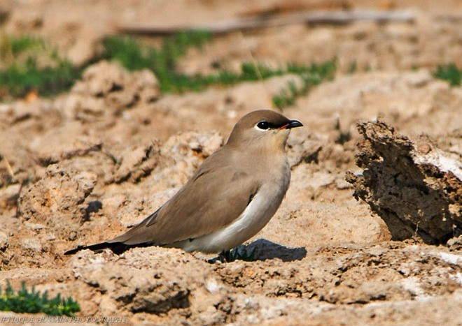 Small Pratincole - ML379718041