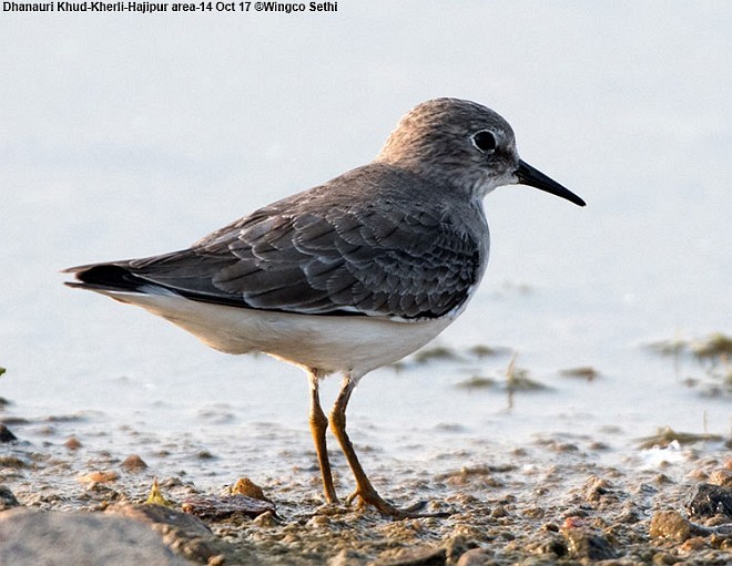 Temminck's Stint - ML379718671