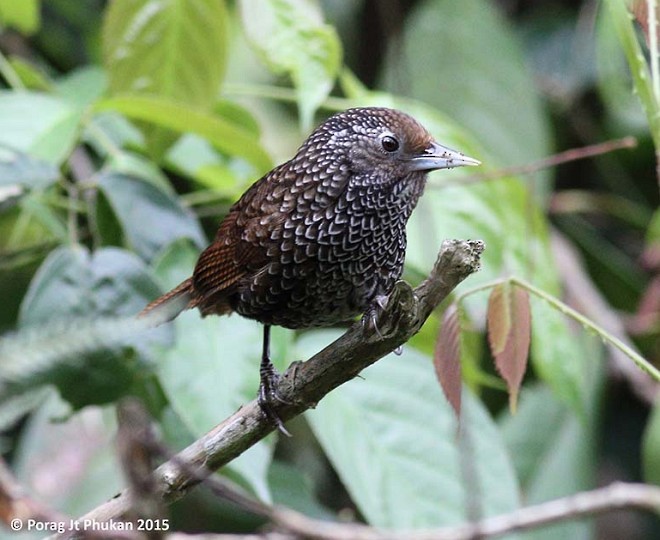 Cachar Wedge-billed Babbler - ML379718681