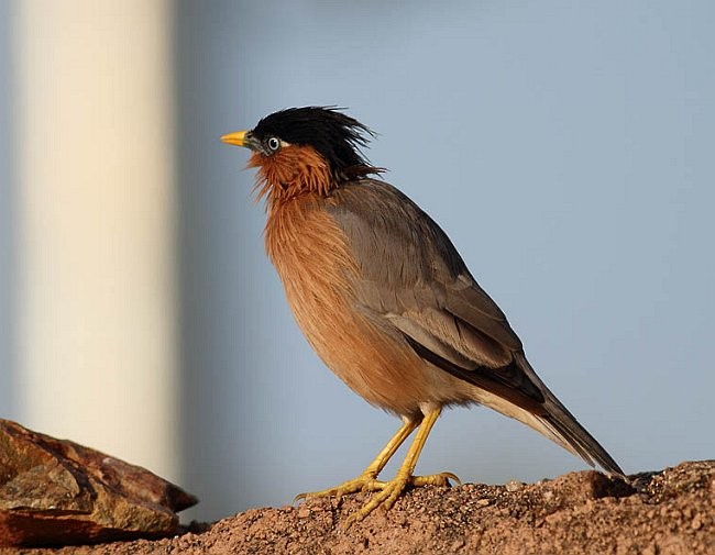 Brahminy Starling - Sudipto Roy