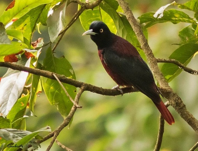 Maroon Oriole - ML379718781