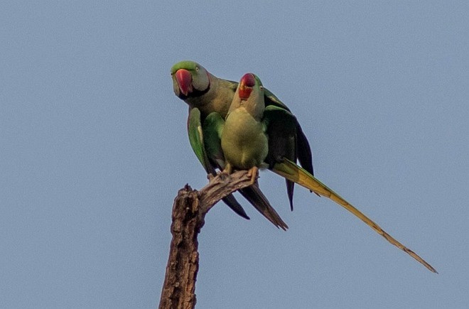 Alexandrine Parakeet - ML379718801