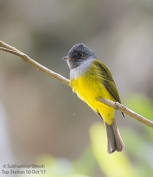 Gray-headed Canary-Flycatcher - ML379718821