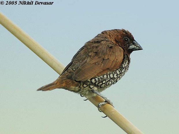 Scaly-breasted Munia (Checkered) - ML379718841