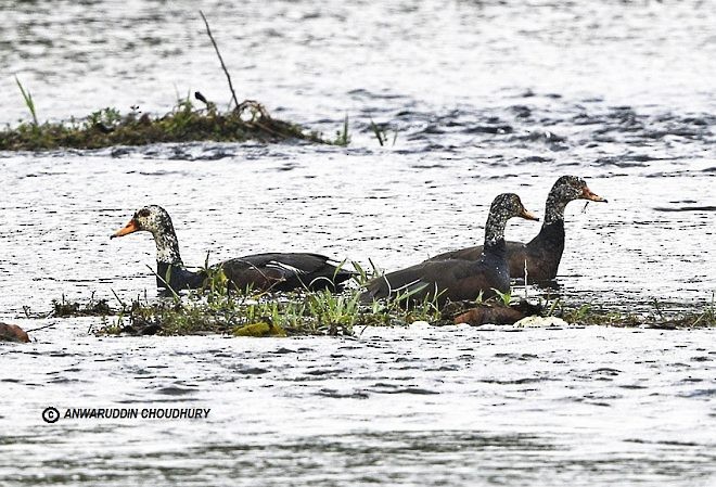 White-winged Duck - Anwaruddin Choudhury