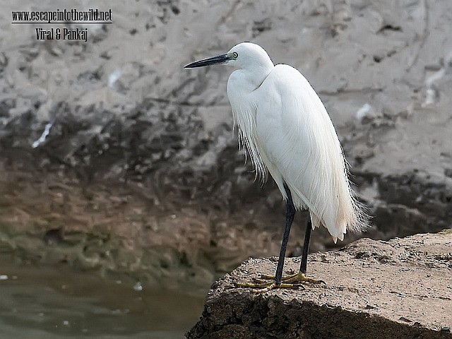 Little Egret (Western) - ML379719401