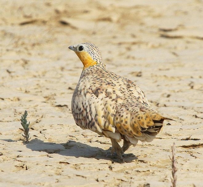 Spotted Sandgrouse - ML379719411