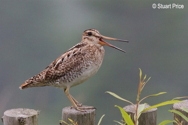 Latham's Snipe - ML379719571