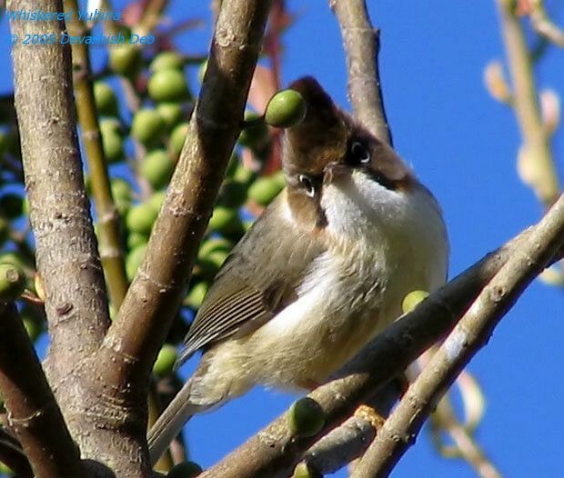 Whiskered Yuhina - ML379719681