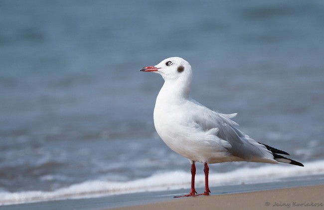 Brown-headed Gull - ML379719721